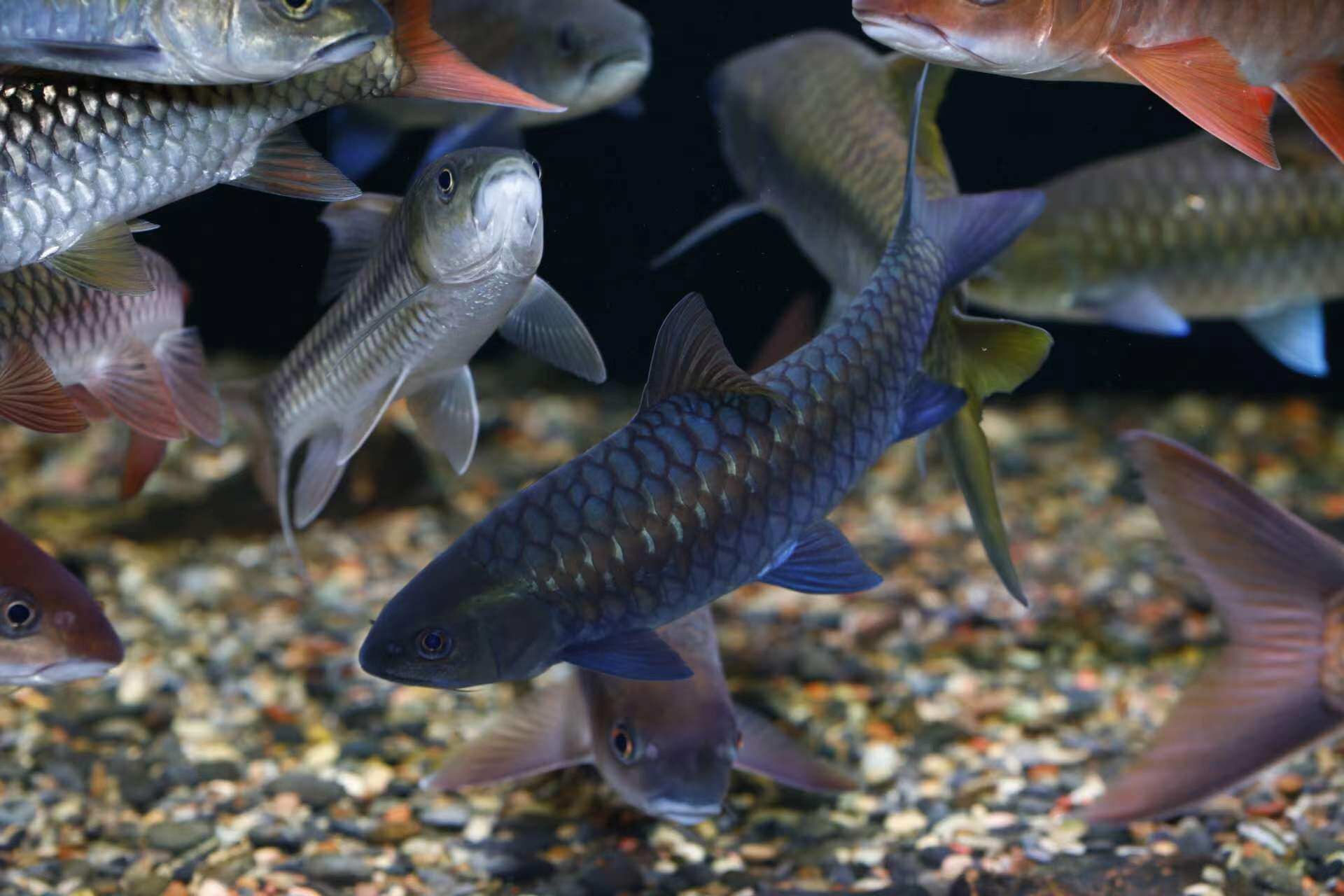 异口蓝吉罗 原生鱼异口蓝吉罗 原生鱼异口蓝吉罗 8-10  一条48     5