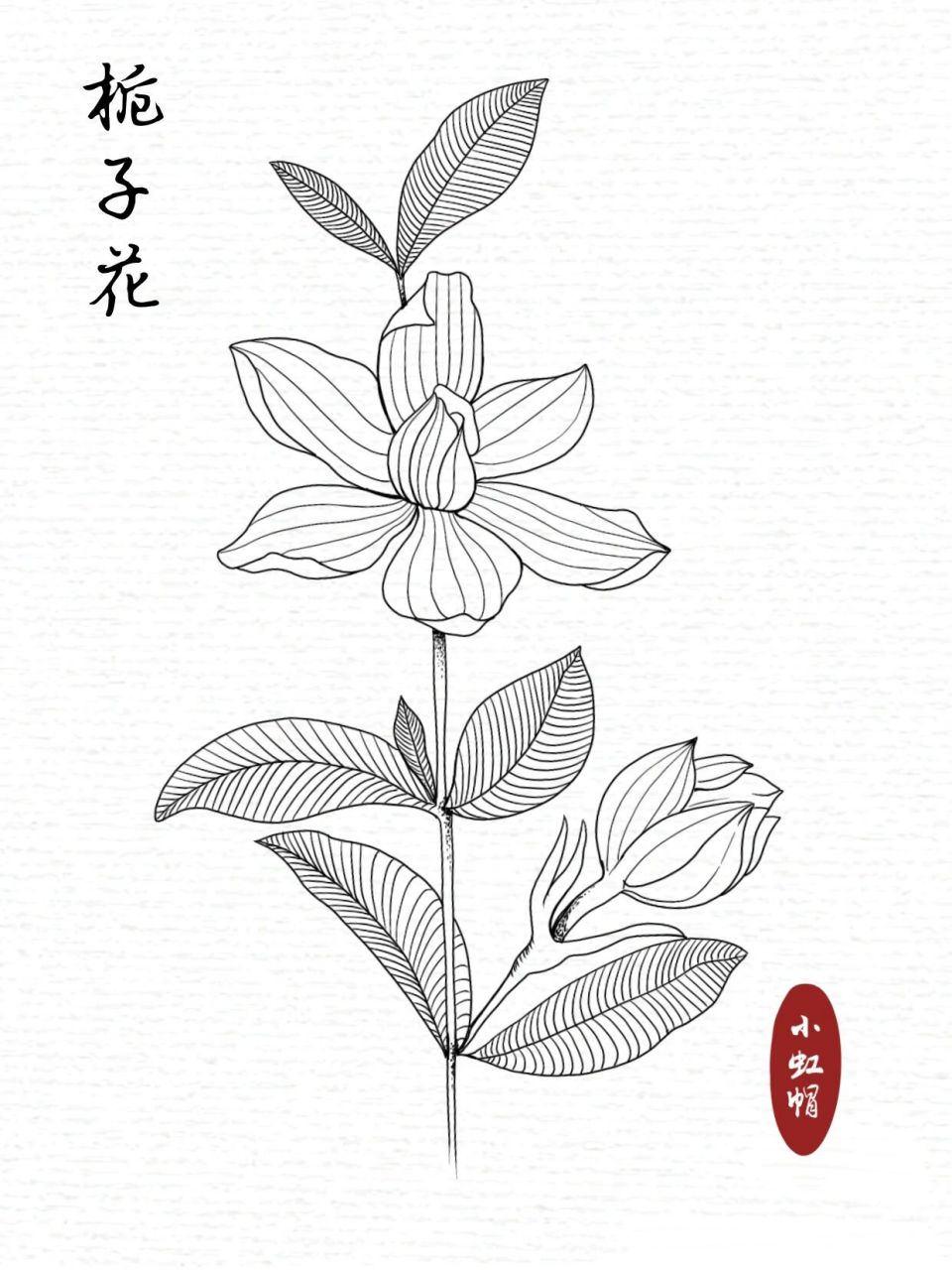 线描练习|花卉线稿|栀子花(附过程)  虽迟但到,画起来