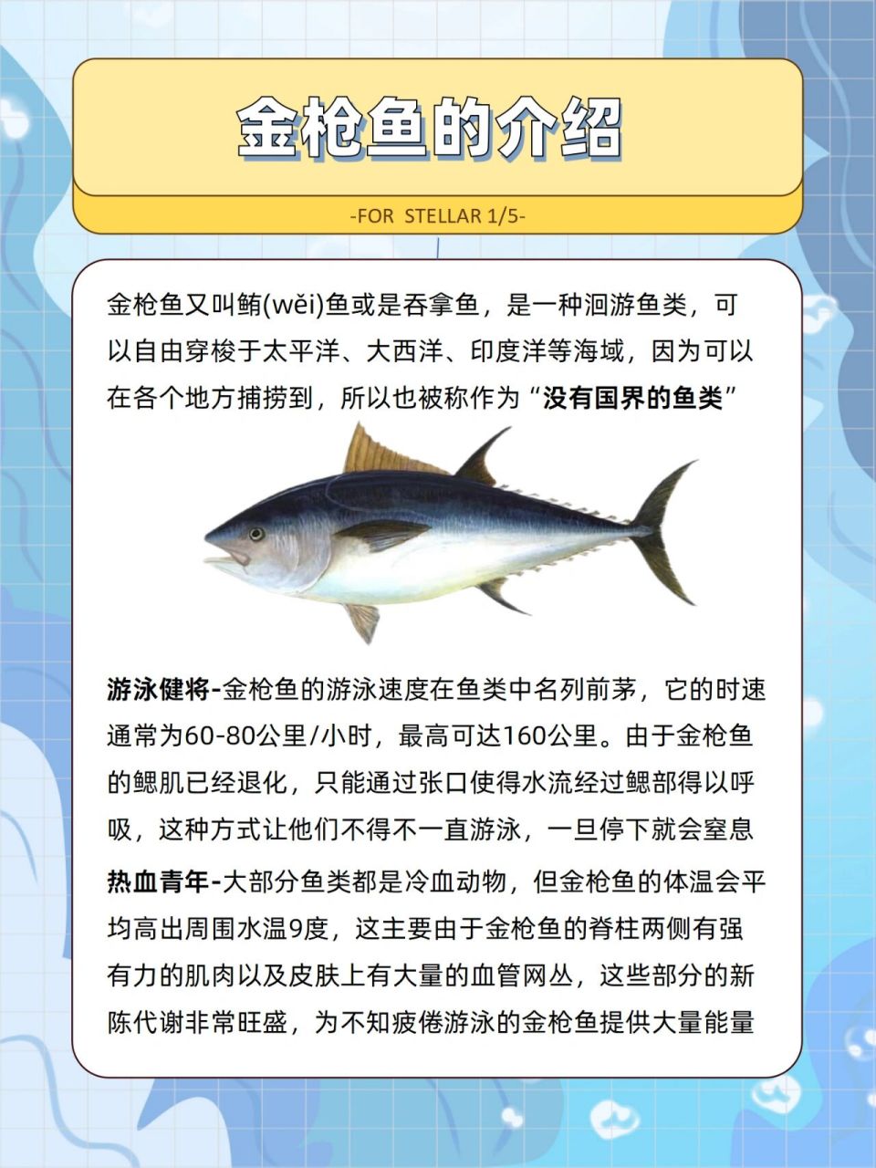 今天带来的是金枪鱼介绍,金枪鱼又叫鲔鱼或是吞拿鱼,是一种洄游鱼类