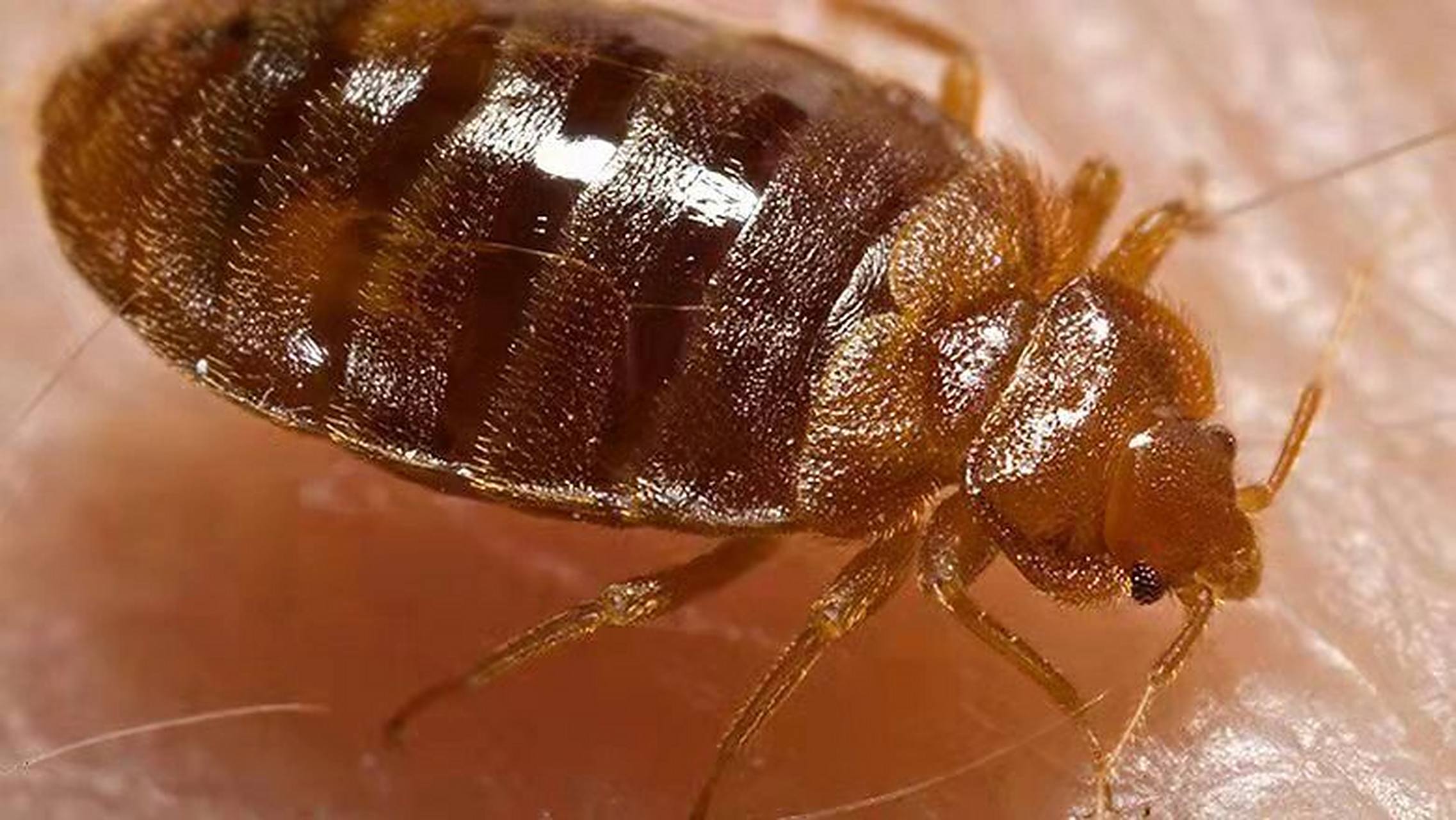 臭虫的生活习性 繁殖 1.