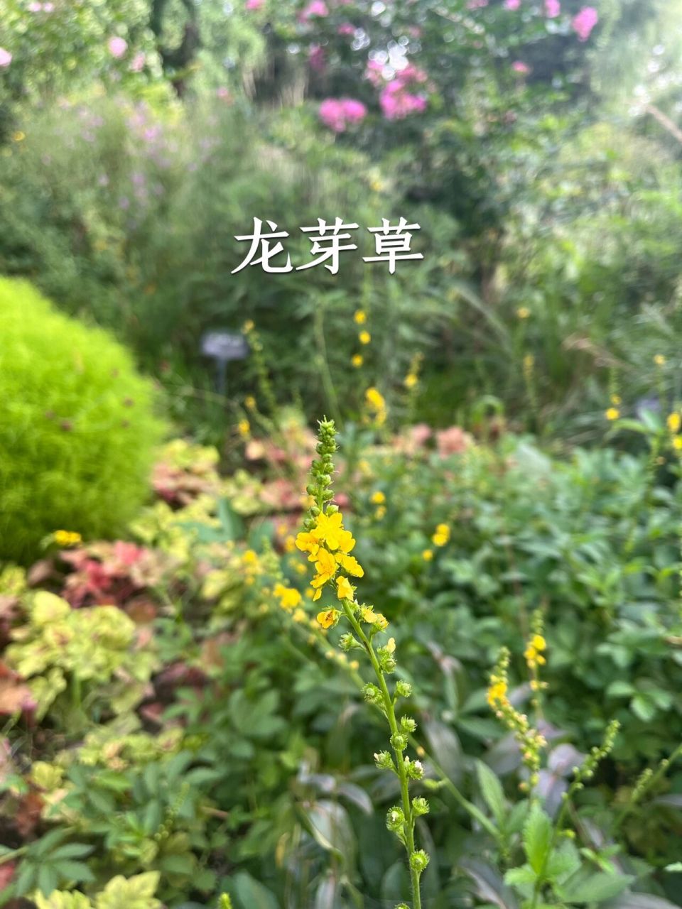 09.16龙芽草 龙芽草(学名:agrimonia pilosa ldb.