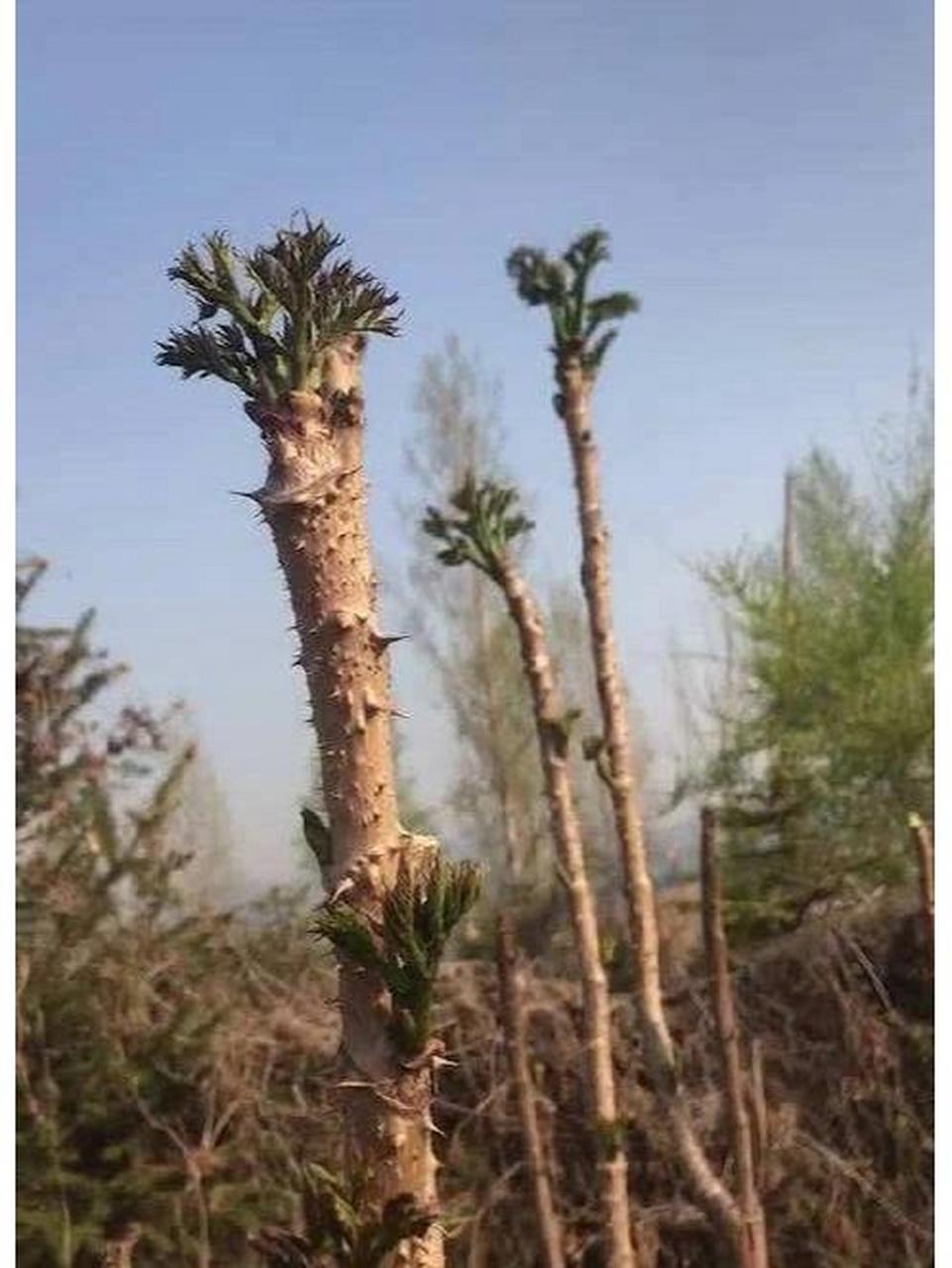 带刺的野菜刺嫩芽长在哪!