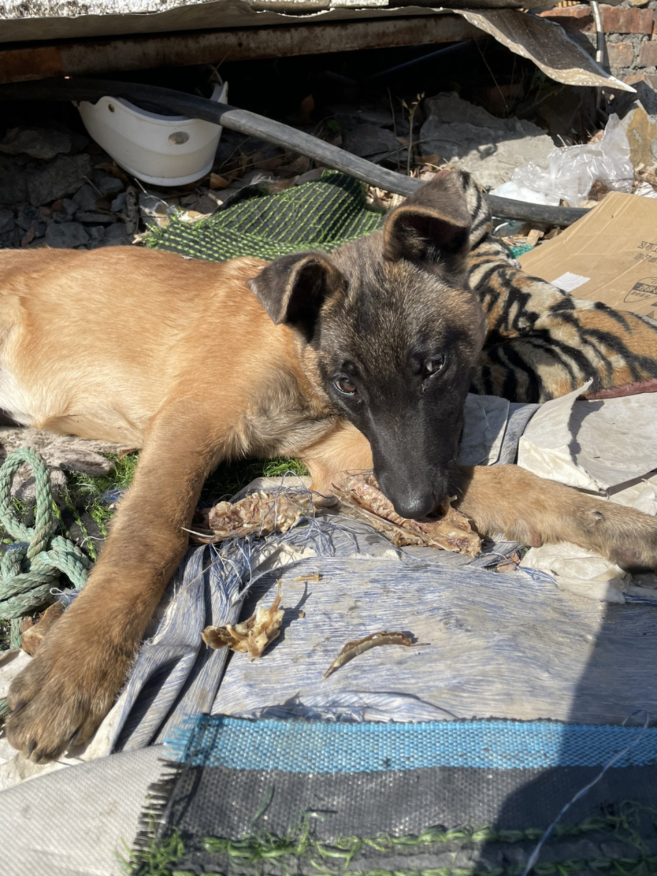 四个月的马犬为啥一直不立耳呢