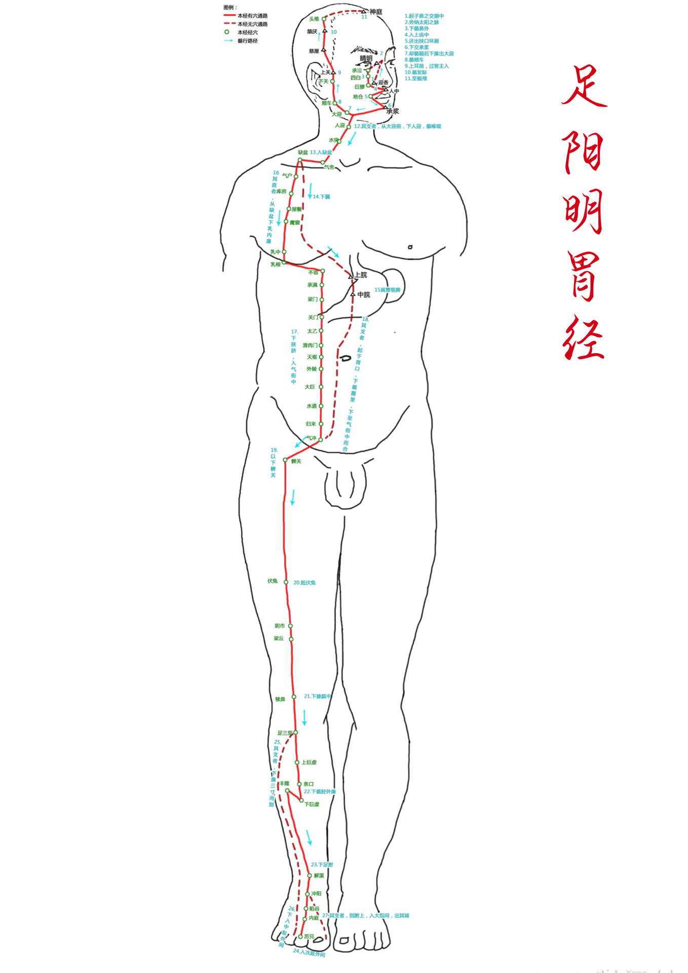 大腿内侧肾经位置图片