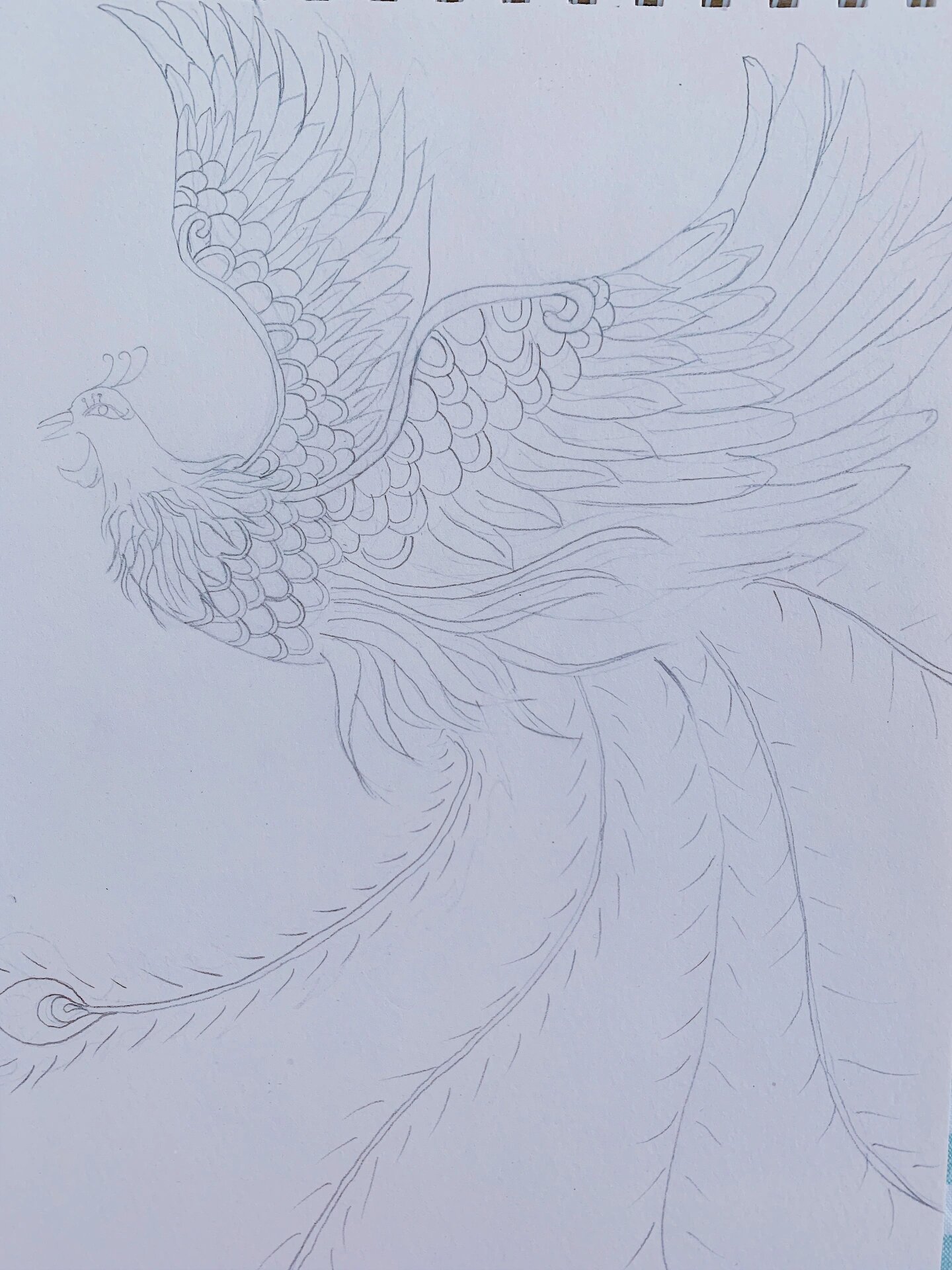 手绘凤凰