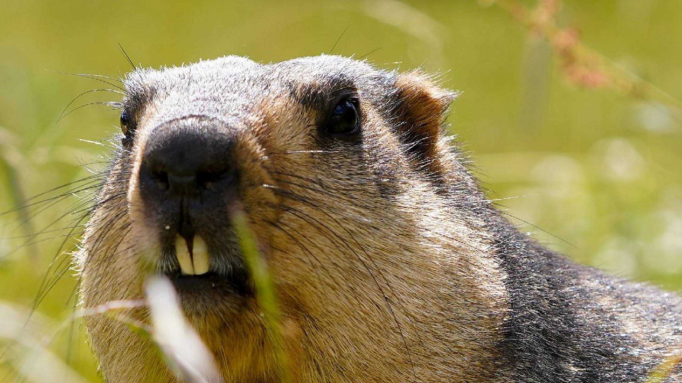旱獭科普     旱獭属(学名:marmota):大型啮齿动物,共有14个物种.