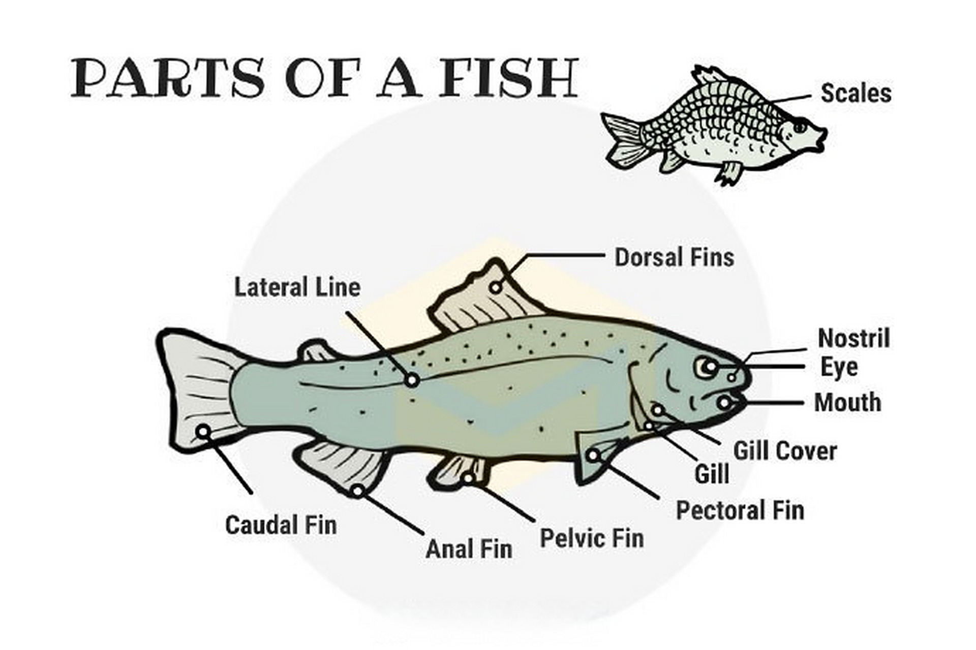 【鱼的不同部位英文表达】 caudal fin 尾鳍;anal fin 臀鳍;pelvic