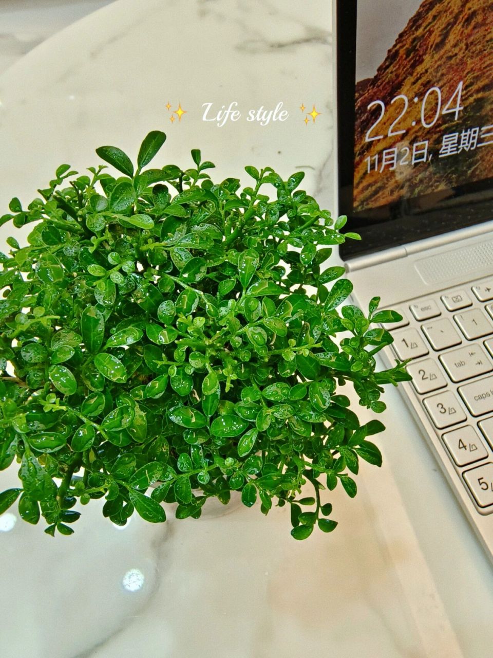 植物杀手也能养成小森林的小叶九里香 台湾达摩小叶九里香真的不要太