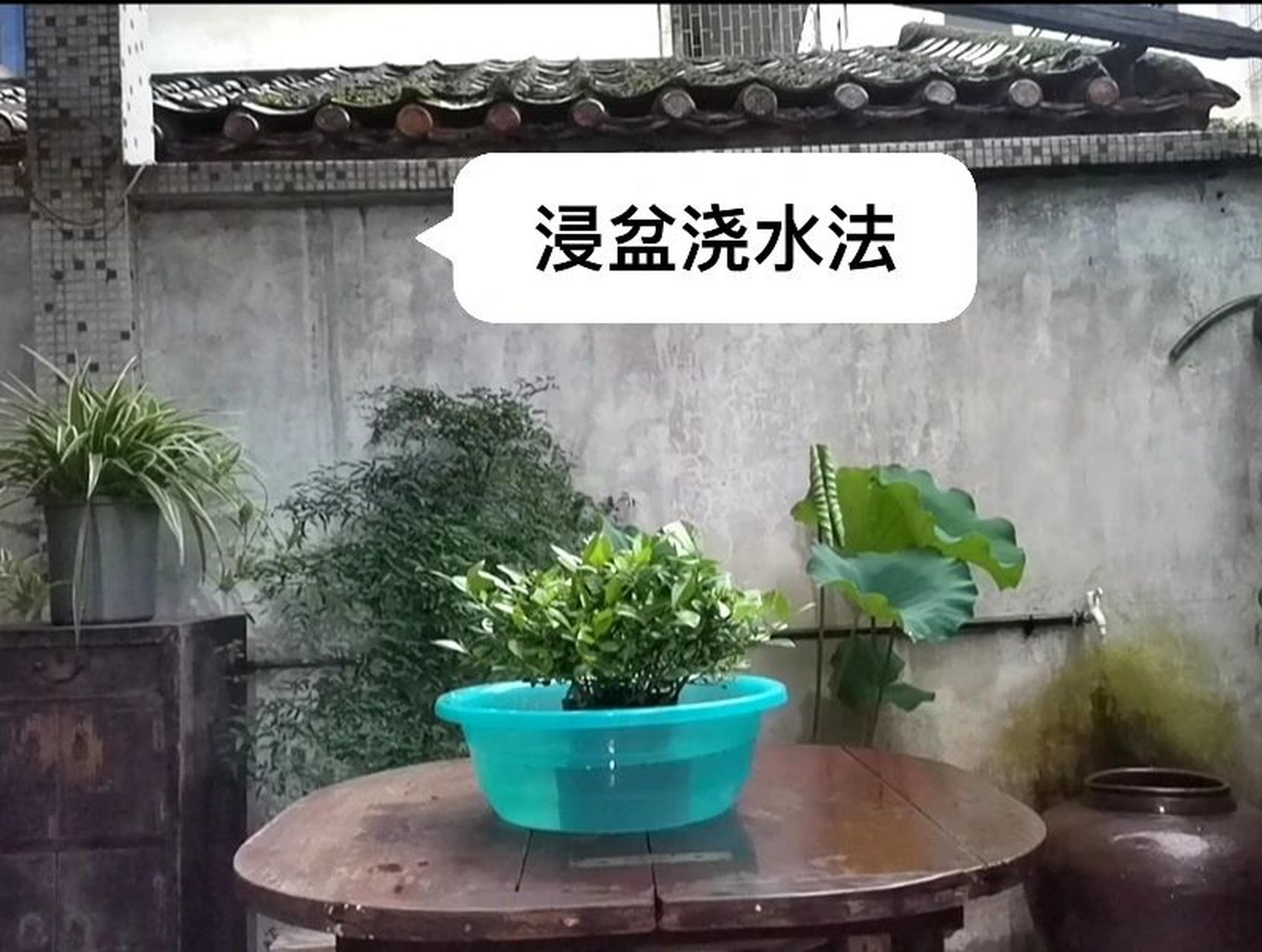 推荐浸盆浇水法 大家好,今天聊一下养花如何浇水,浇水是比较多花友