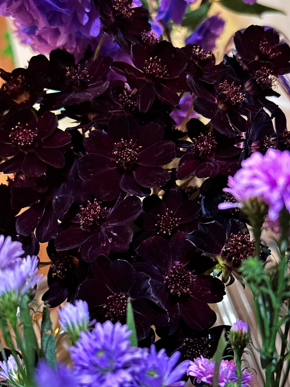 巧克力秋英 吃墨汁长大的花花的,太黑啦! 彤彤的7815!