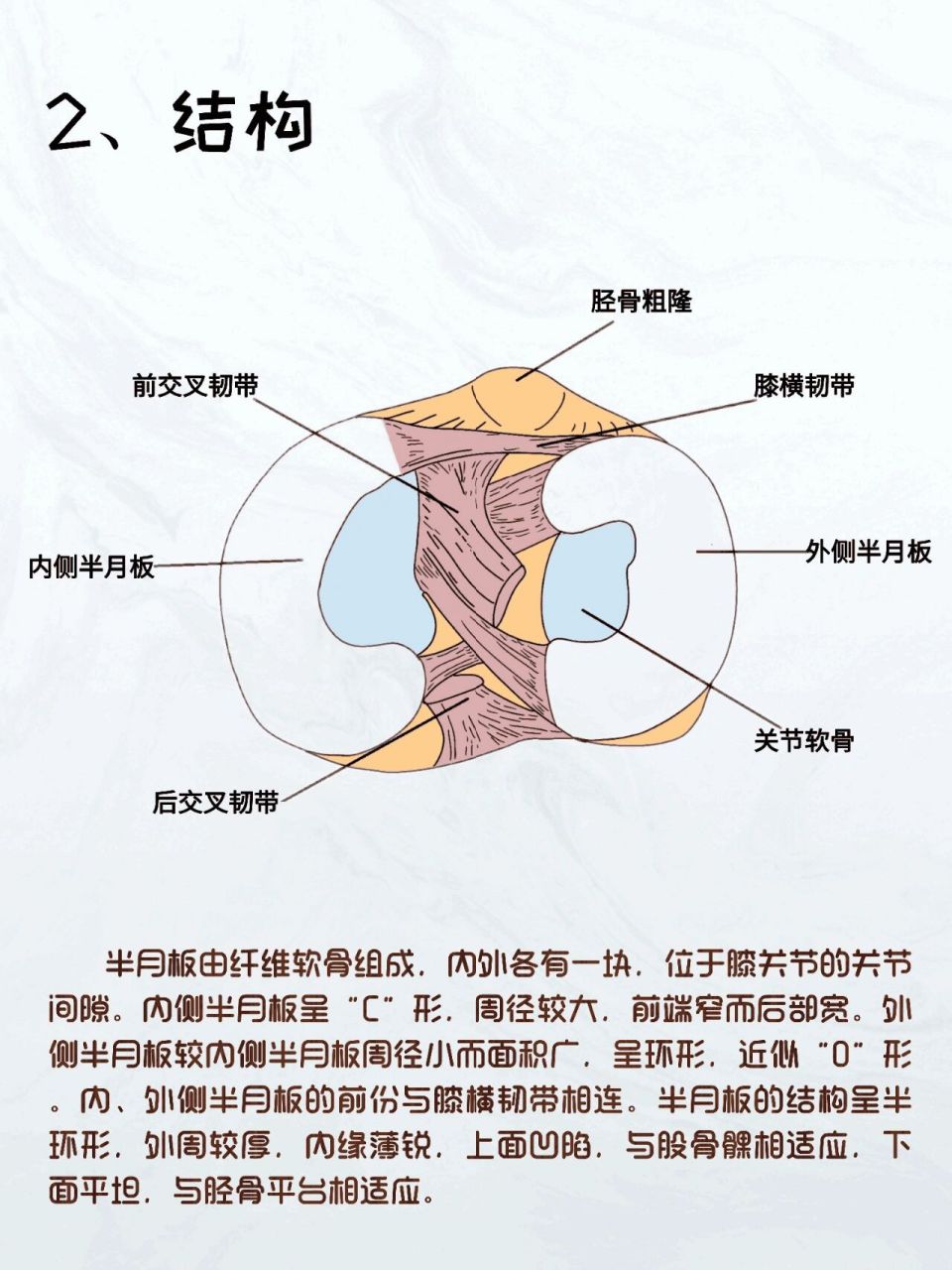 半月线解剖图片图片