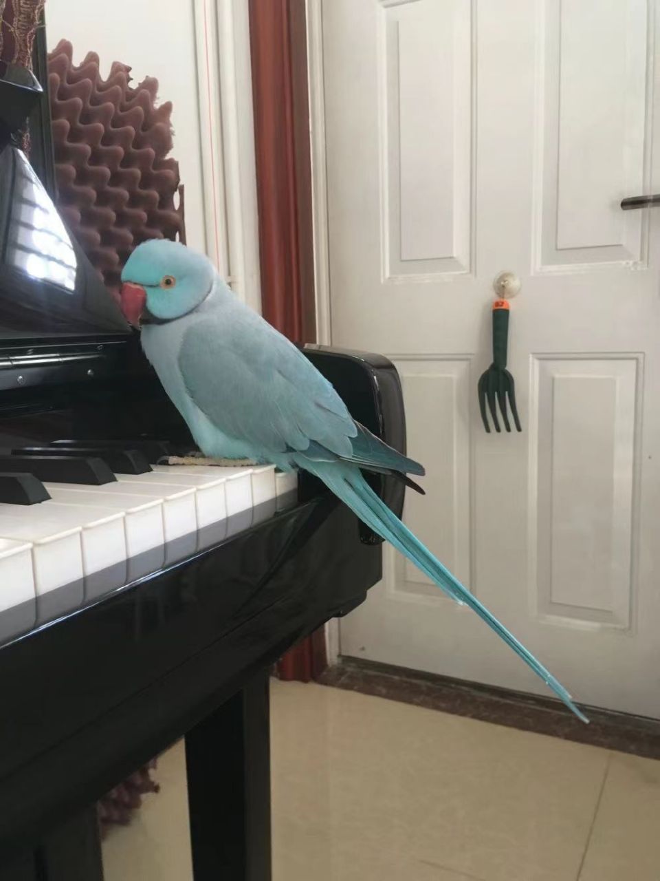 月轮也叫玫瑰环颈鹦鹉,红领绿鹦鹉.