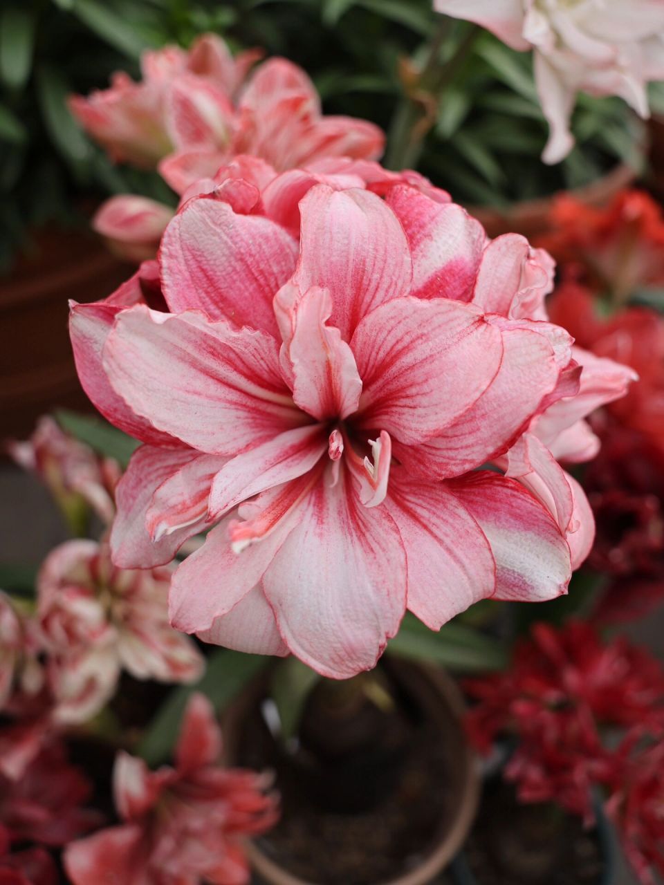 朱顶红-蒂卡梦幻|无限接近完美的神级朱顶红 【中文名】蒂卡梦幻/蒂卡