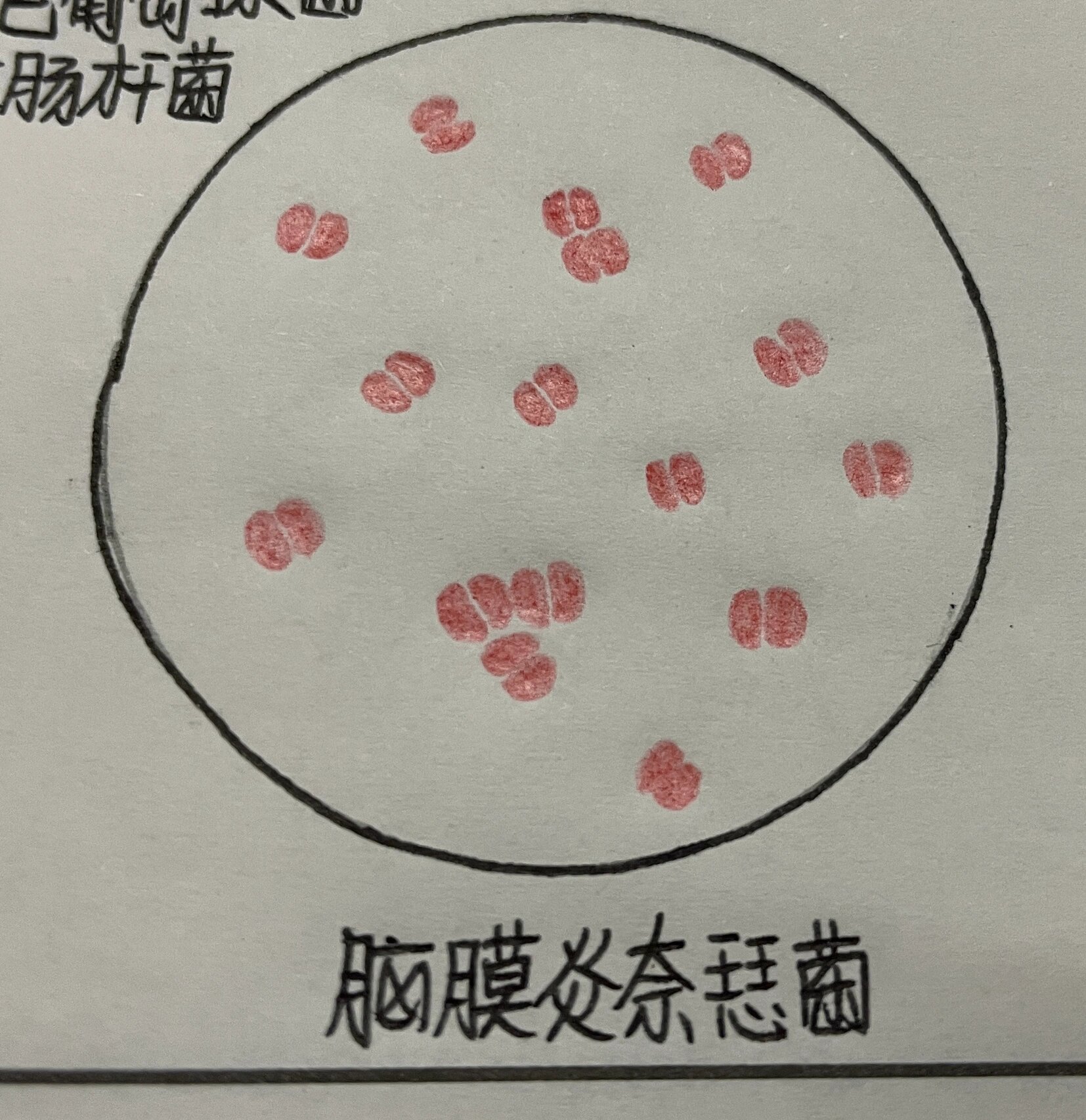 革兰染色红蓝铅笔绘图图片