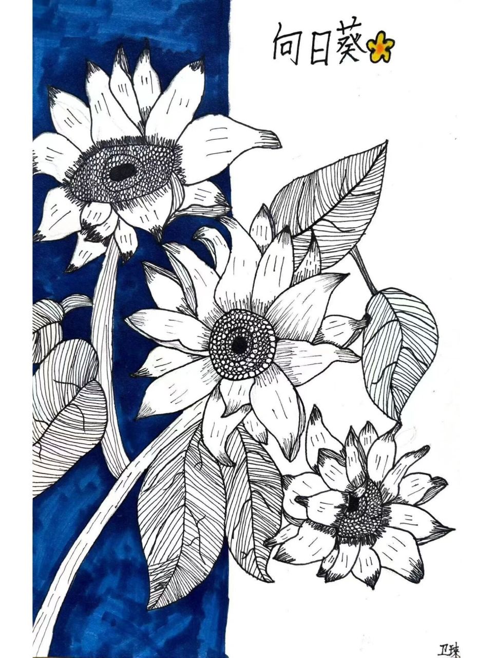 《向日葵97》3到5年级线描写生 教学目标: 1.