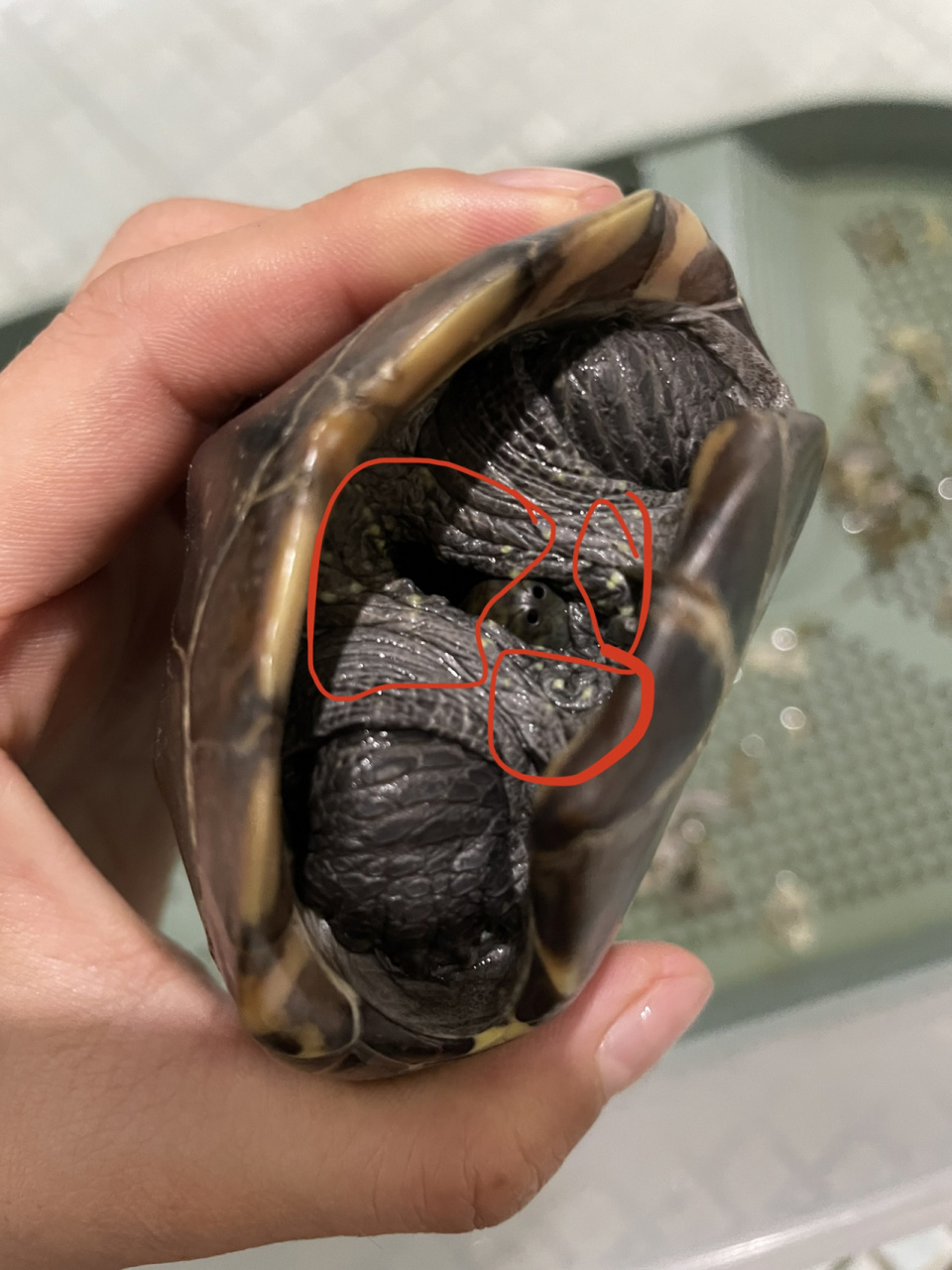 乌龟皮肤白点白疙瘩是什么 以前也有,但没突出.