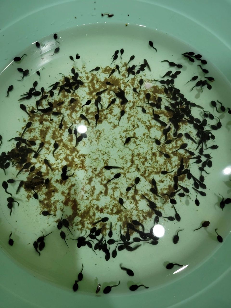 各位专家学者,今天抓了好多小蝌蚪,怎么区分是青蛙还是蟾蜍的小时候