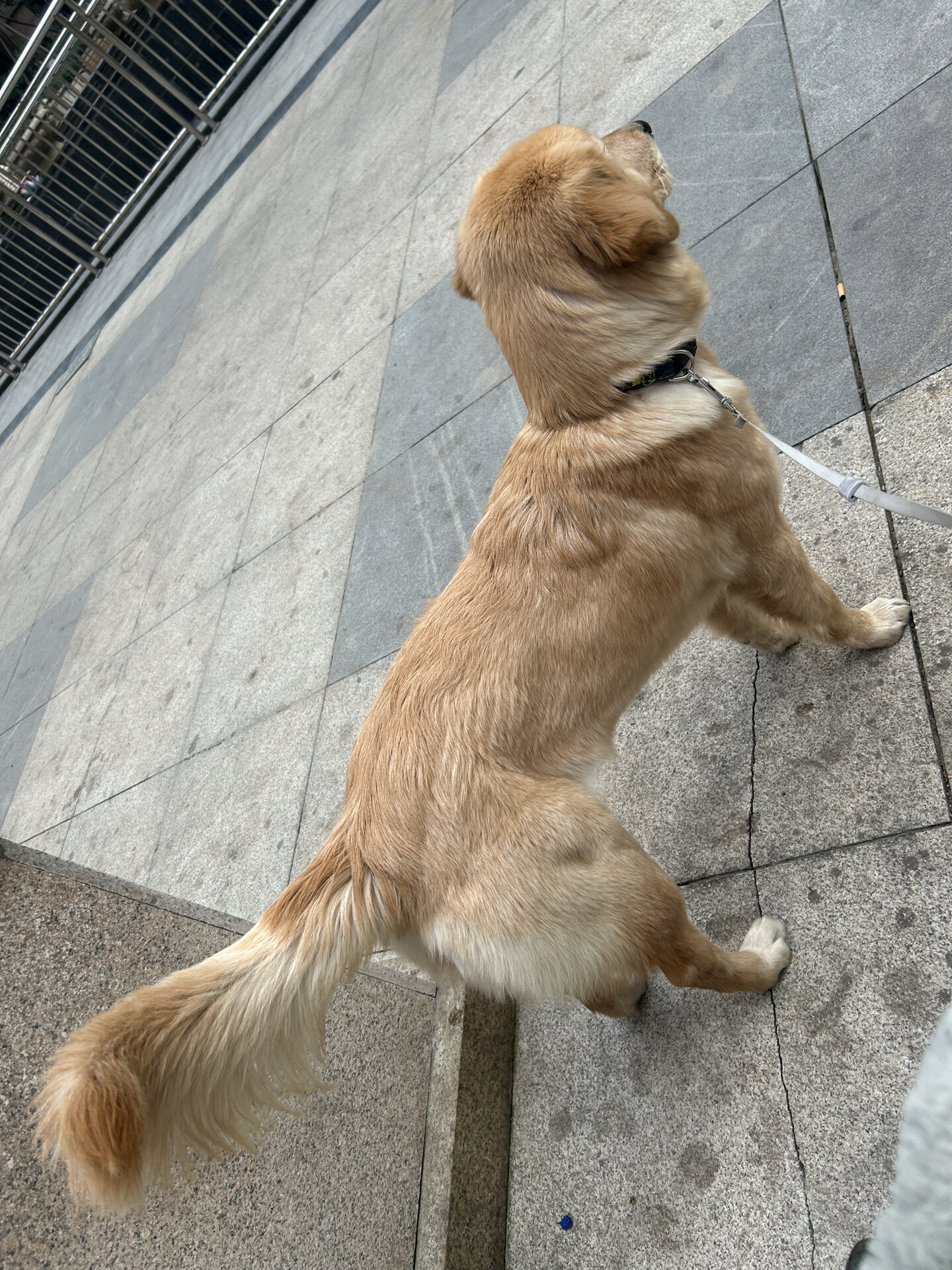 我家金毛是短毛金毛吗?8个月了一直毛一直没长长