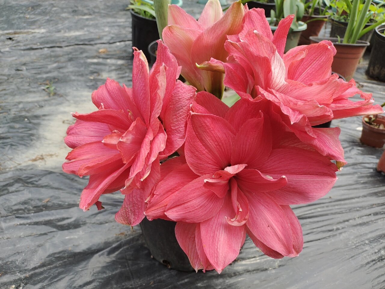 超级漂亮的朱顶红糖果仙女,太可爱了 糖果仙女这个颜色实在太可爱了