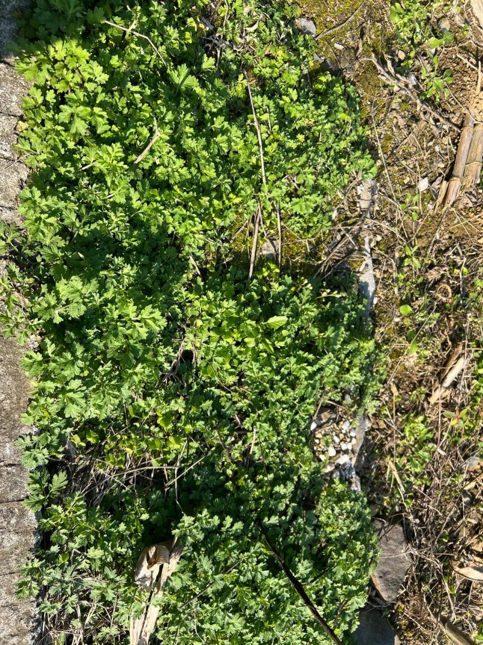 野生艾草 农村山旮旯里随处可见的药材