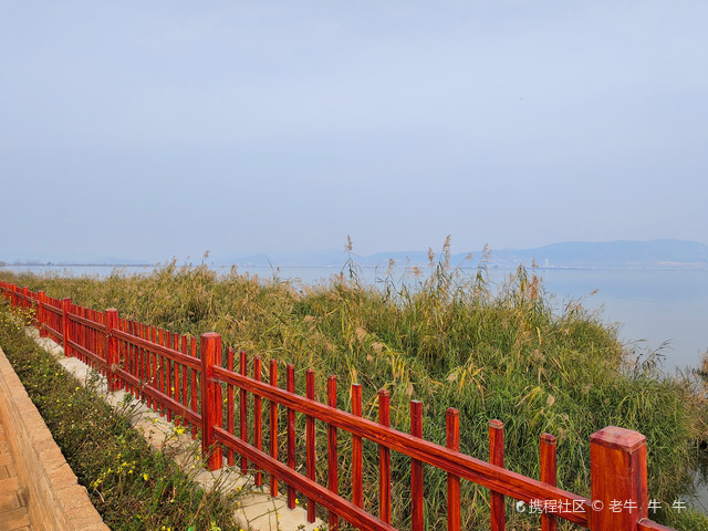 通海杞麓湖海鸥图片