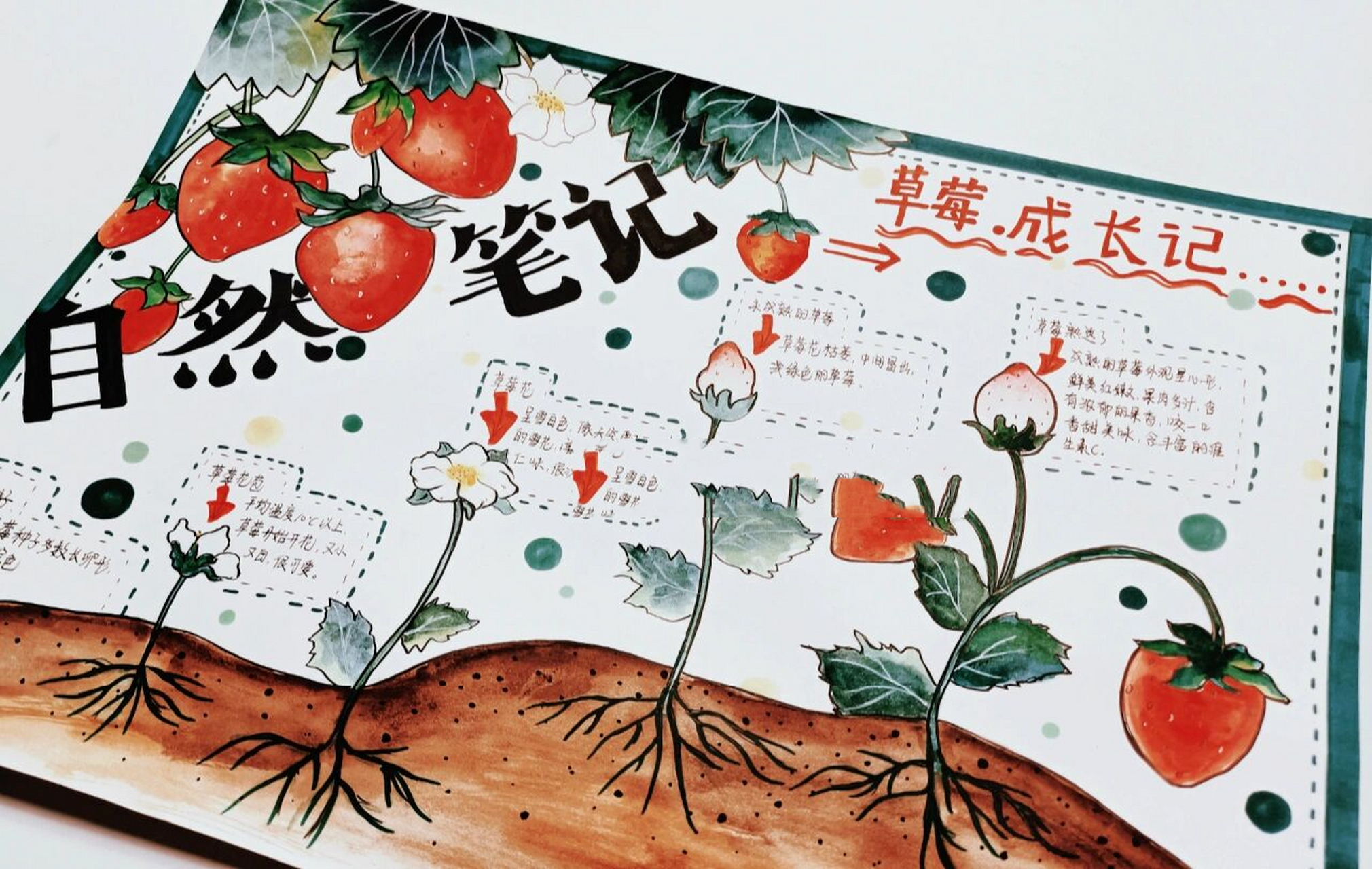 自然笔记,草莓成长记——小学生手抄报 学生作业78