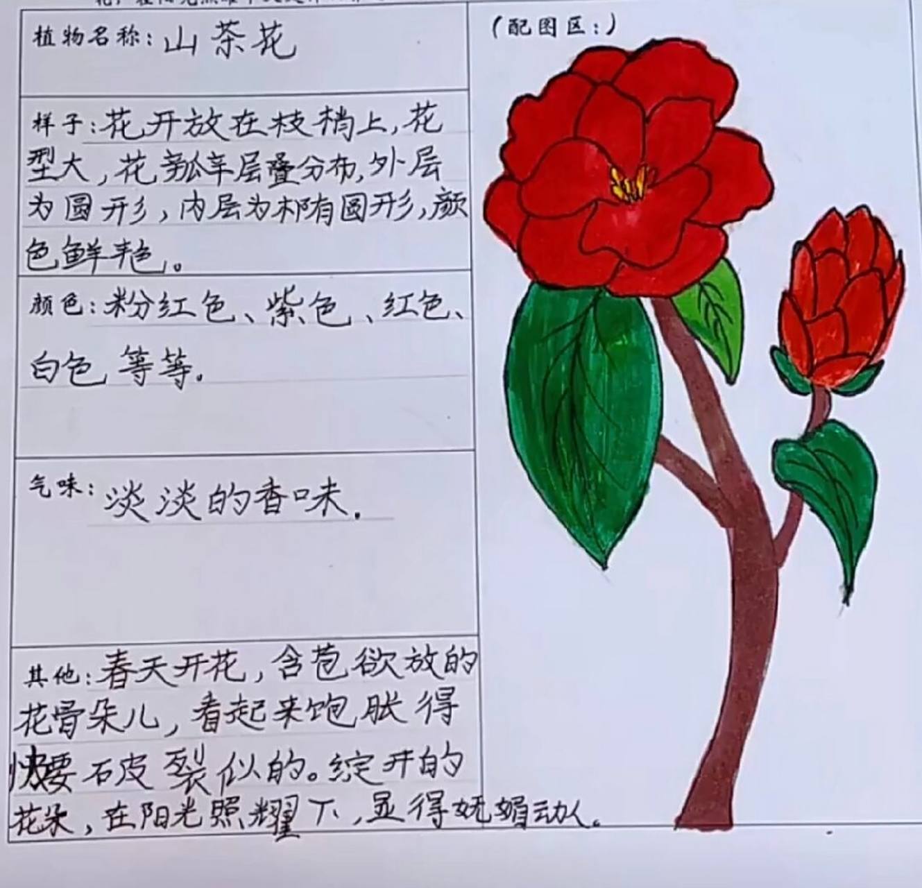 山茶花的植物记录卡