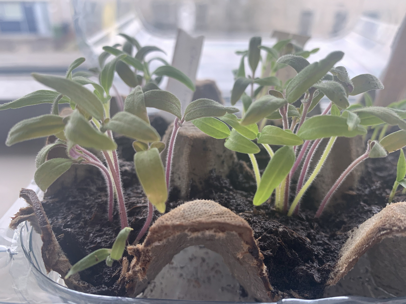 求助帖|番茄苗茎发紫是为什么?