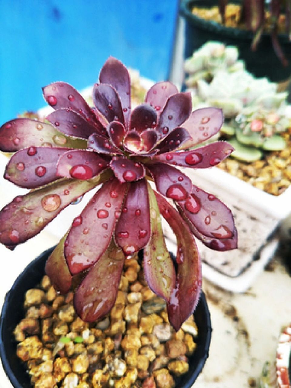 每天认识一种多肉 黑法师 	 黑法师景天科莲花掌属多肉植物(草本植物)