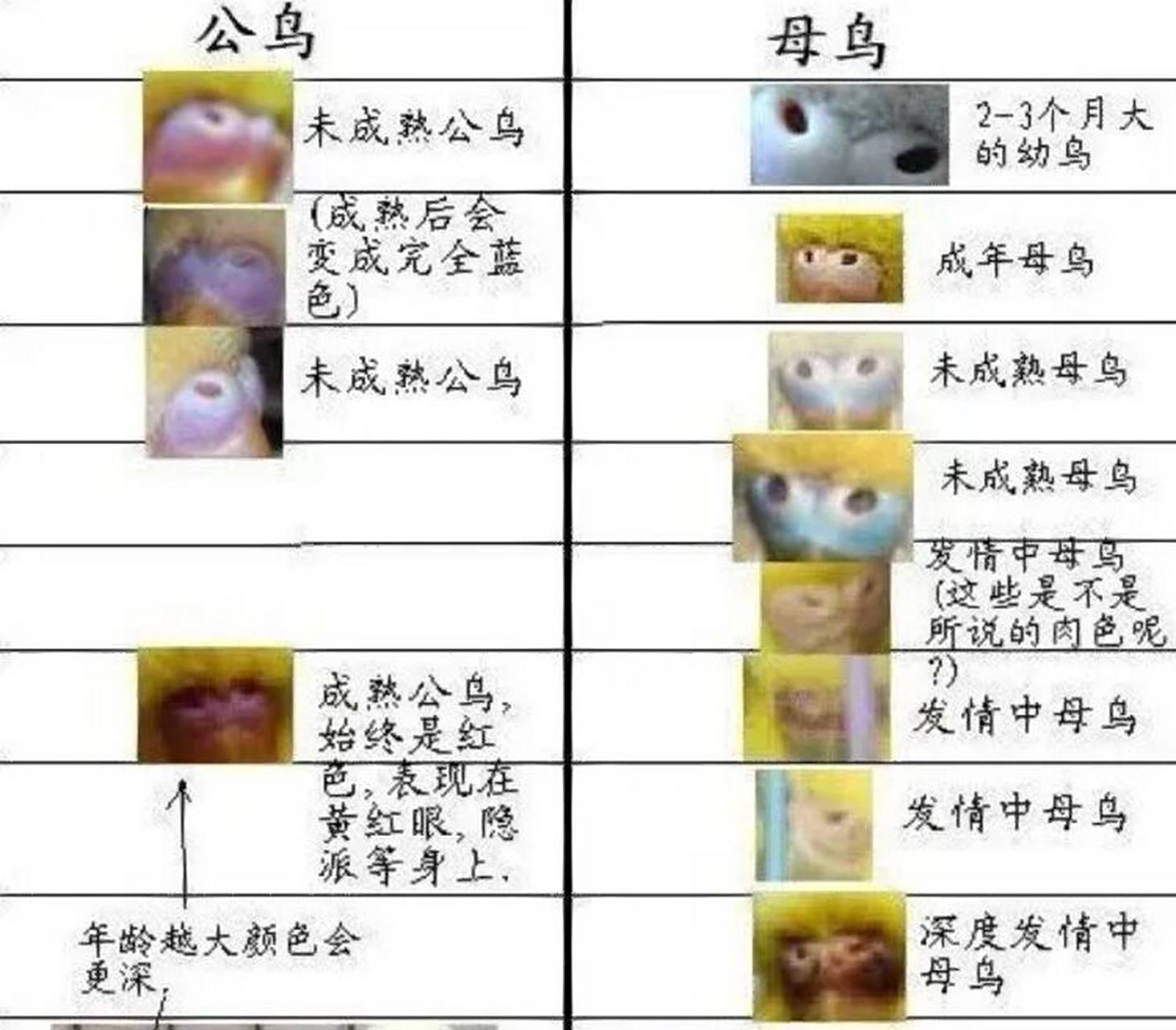 虎皮鹦鹉公母分辨 想要知道虎皮鹦鹉的公母 可以从这几种原因来看97