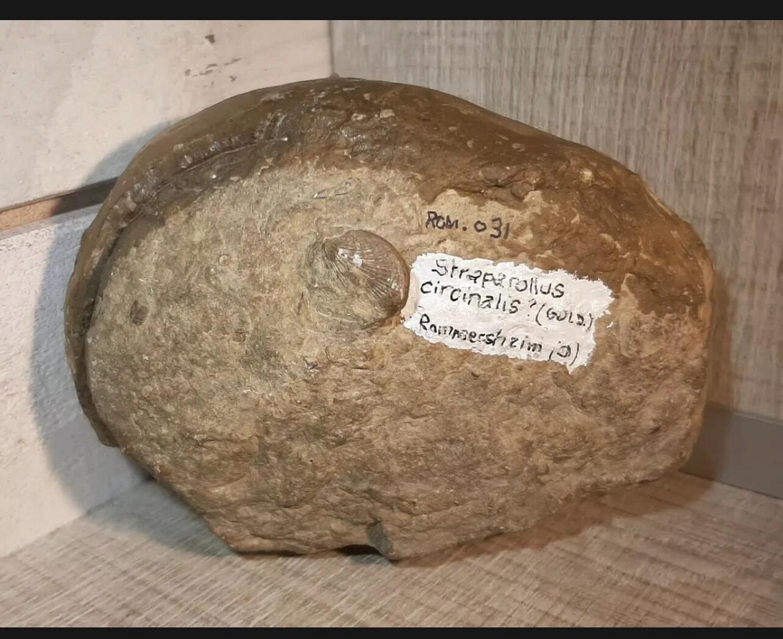 德国腹足类化石straparollus circinalis ,距今4亿年前的泥盆纪,就是
