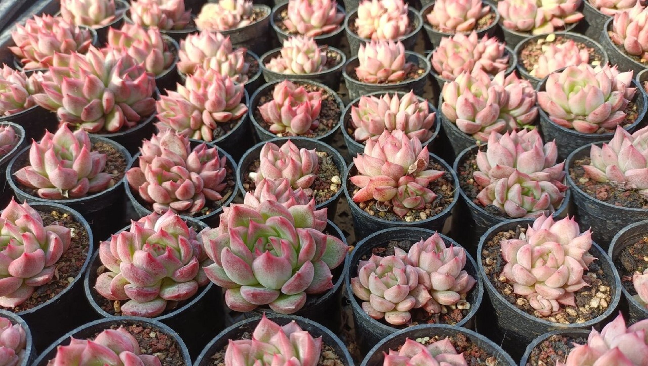 弗洛瑞安娜 总体来说,弗洛瑞安娜这个品种养护难度并不大,而且颜值也