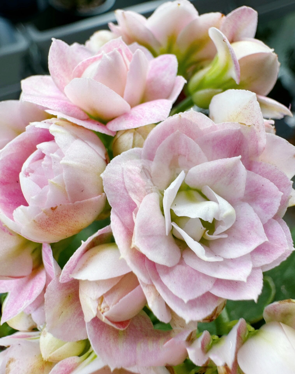 长寿花 玉芙蓉 「玉芙蓉」是见过的花苞最圆的,整个一个圆溜溜,跟牛奶