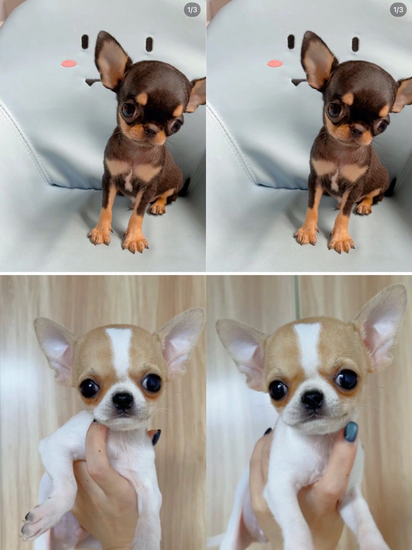 吉娃娃狗狗 1000一只 (蹲新家麻麻)