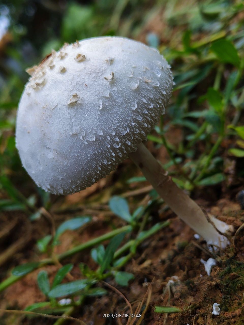 大青褶伞蘑菇图片