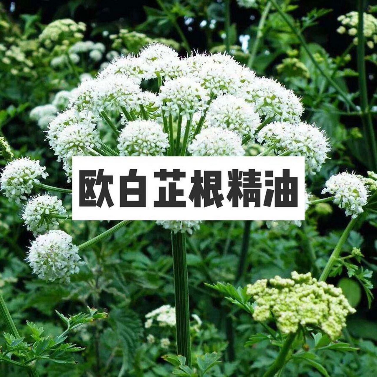 欧白芷根精油:来自天使的守护 欧白芷根精油:来自大天使的守护 拉丁学