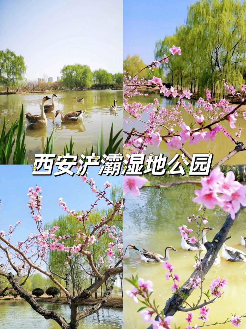 个月的西安,赏花踏青好去处先收藏 天气越来越好,即将迈入春天的步伐