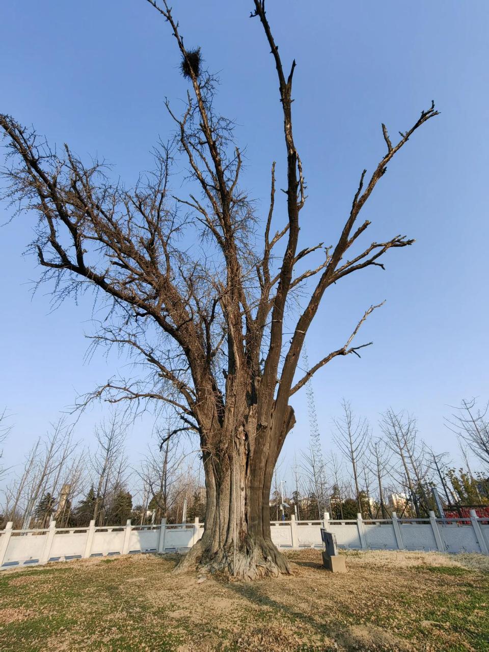 阜阳市临泉县城西侧,有一棵古银杏树,种植于唐代,距今已经有近一千四