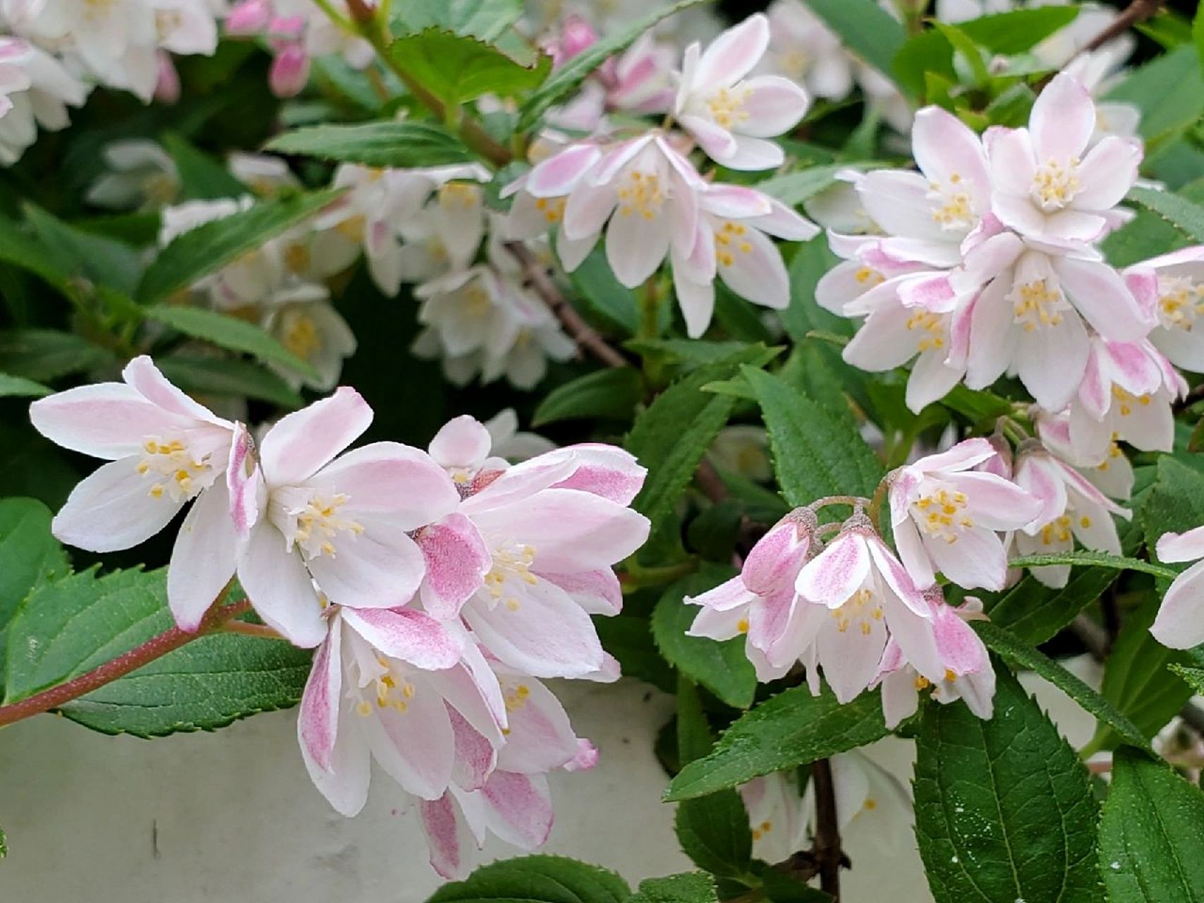 雪樱花——花池边垂吊的小小花瀑布 溲疏雪樱花,雪绒花都是偏小型的