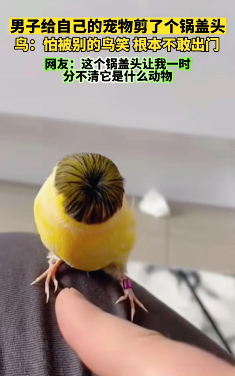 网友:这个锅盖头让我一时分不清它是什么动物!