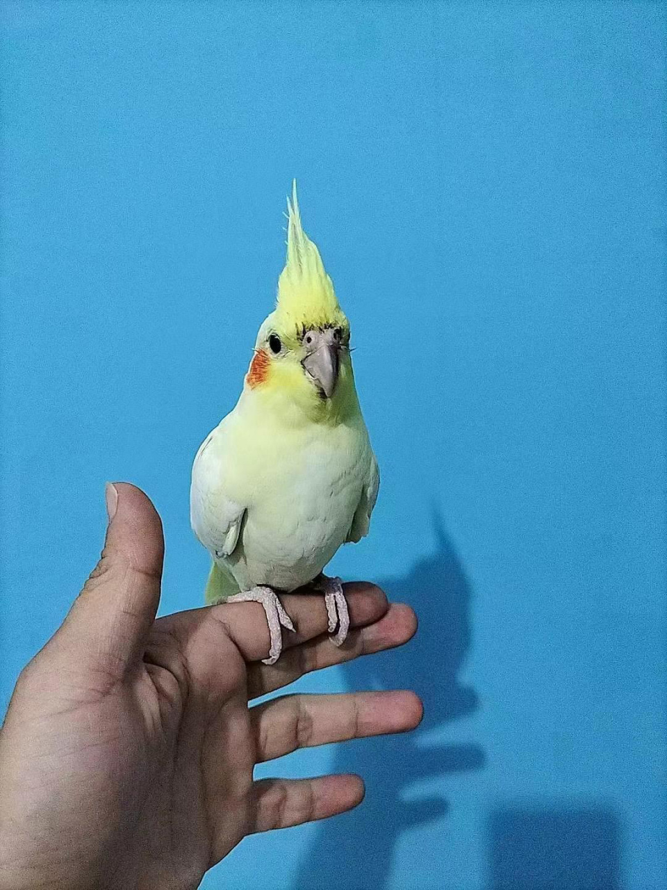 一个作品带你了解玄凤鹦鹉000000 玄凤鹦鹉(又名鸡尾鹦鹉)是