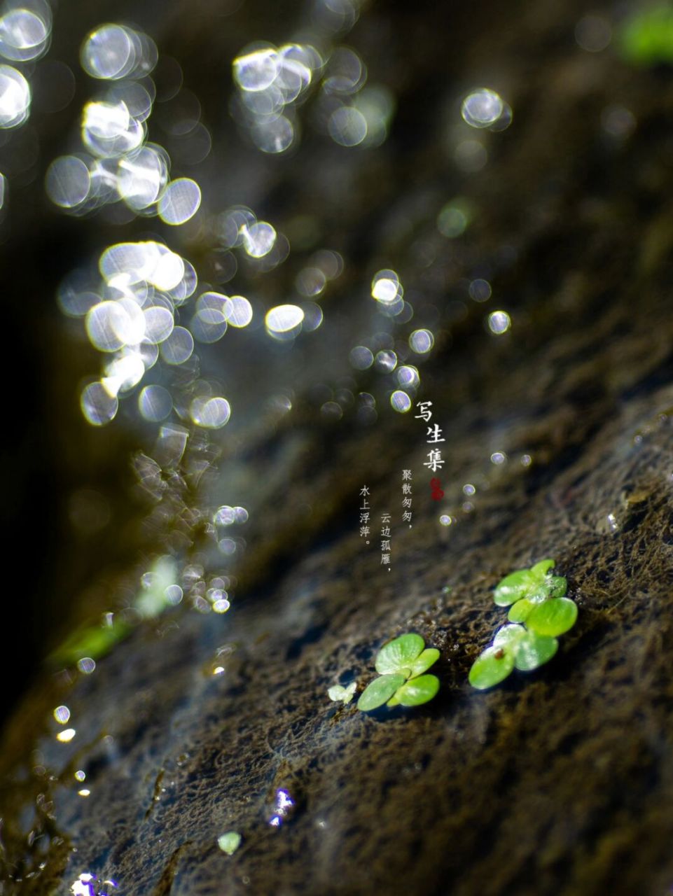 我所在城市里的常见植物#出門踏秋去#浮萍