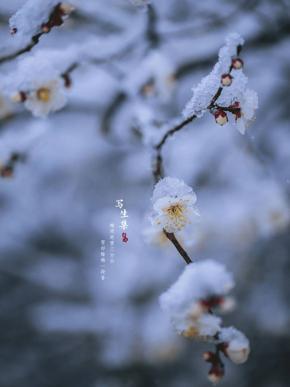 雪·白梅|古风摄影|写生集 梅须逊雪三分白, 雪却输梅一段香.