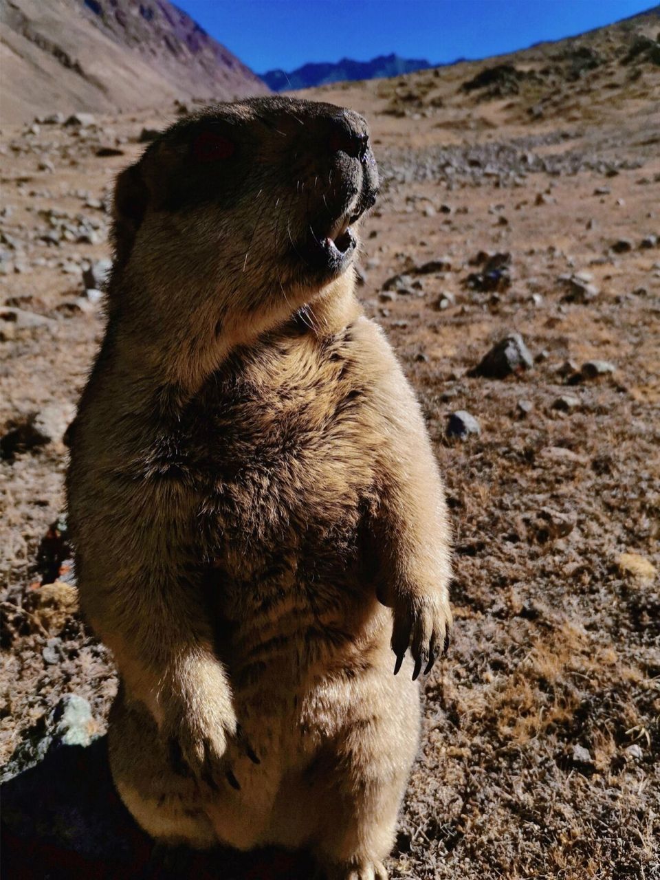 野生土拨鼠|迷人又危险的草原精灵 土拨鼠也称为旱獭,栖息于平原,山地