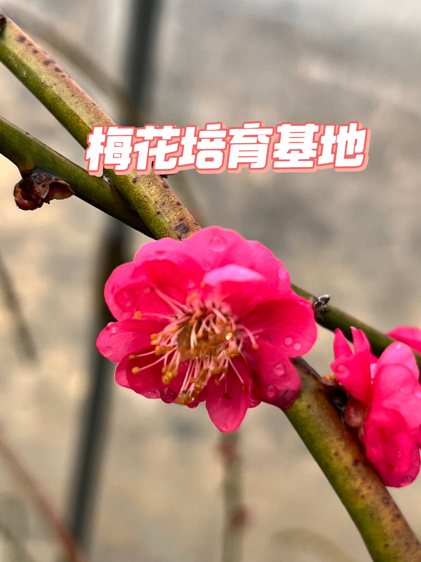 一起认识梅花品种(7)～垂枝品种群