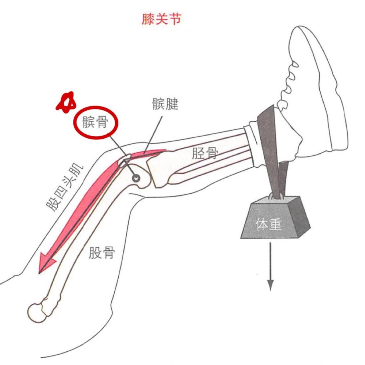 髌底与髌尖位置图片图片