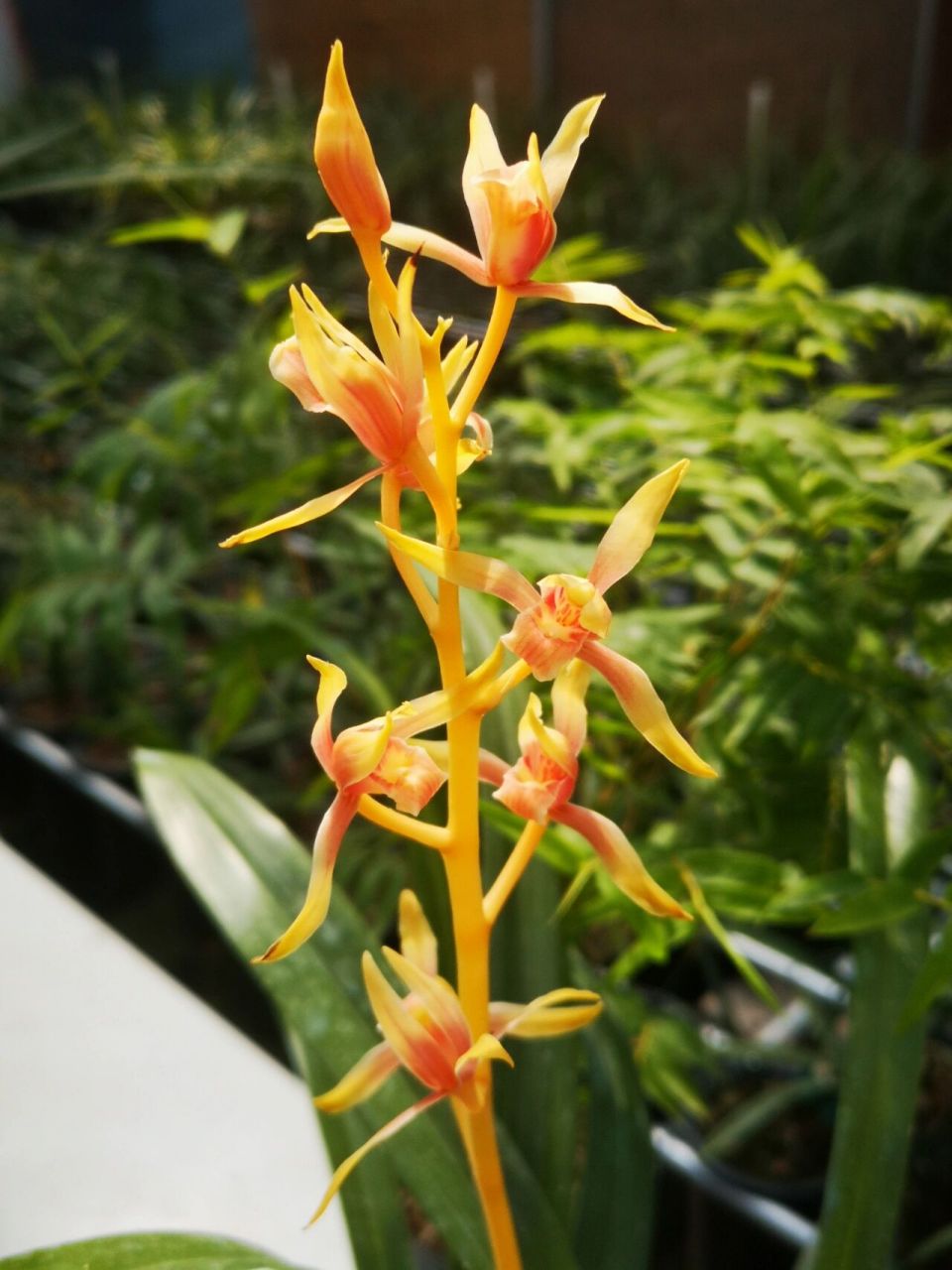 墨兰名品中国牛 终于让我完整的赏了一次中国牛的开花959595