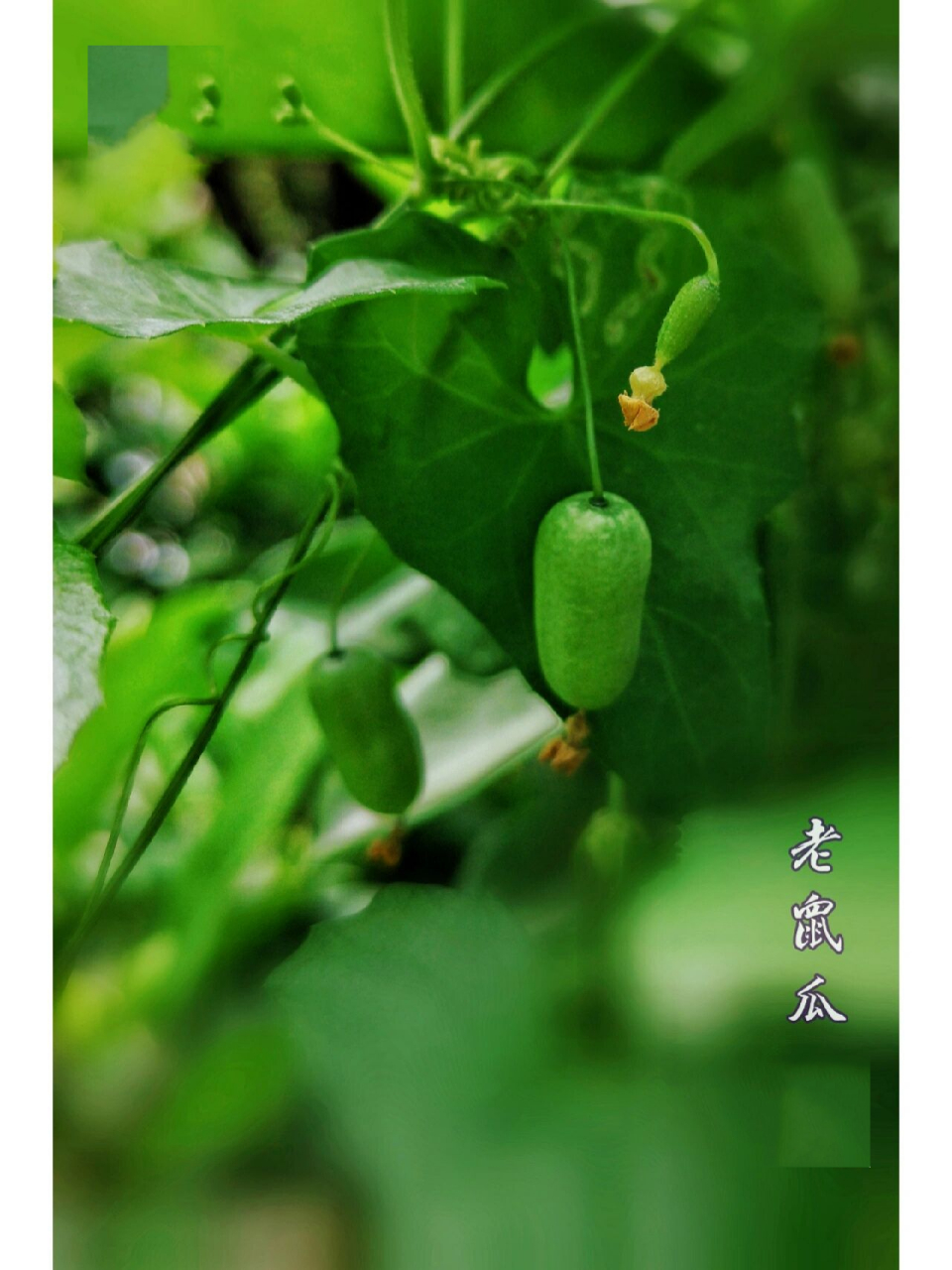 茅瓜—中草药 茅瓜,老鼠瓜,老鼠拉冬瓜,山熊胆等,在不同的地方叫法各