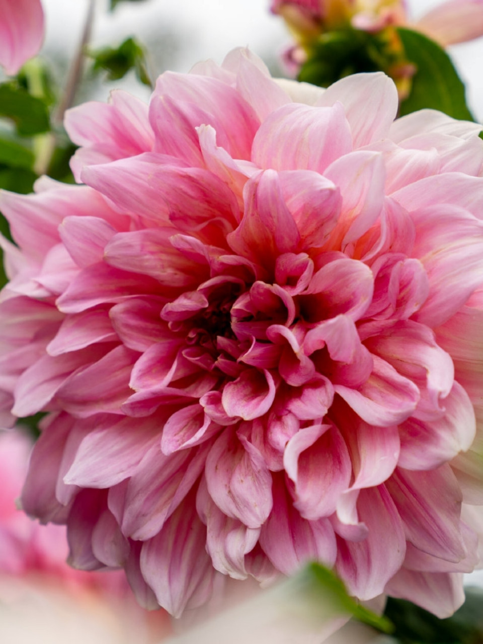 1,大丽花在0℃-5℃开始休眠,0℃以下易冻伤,因此长江以北地区,需在