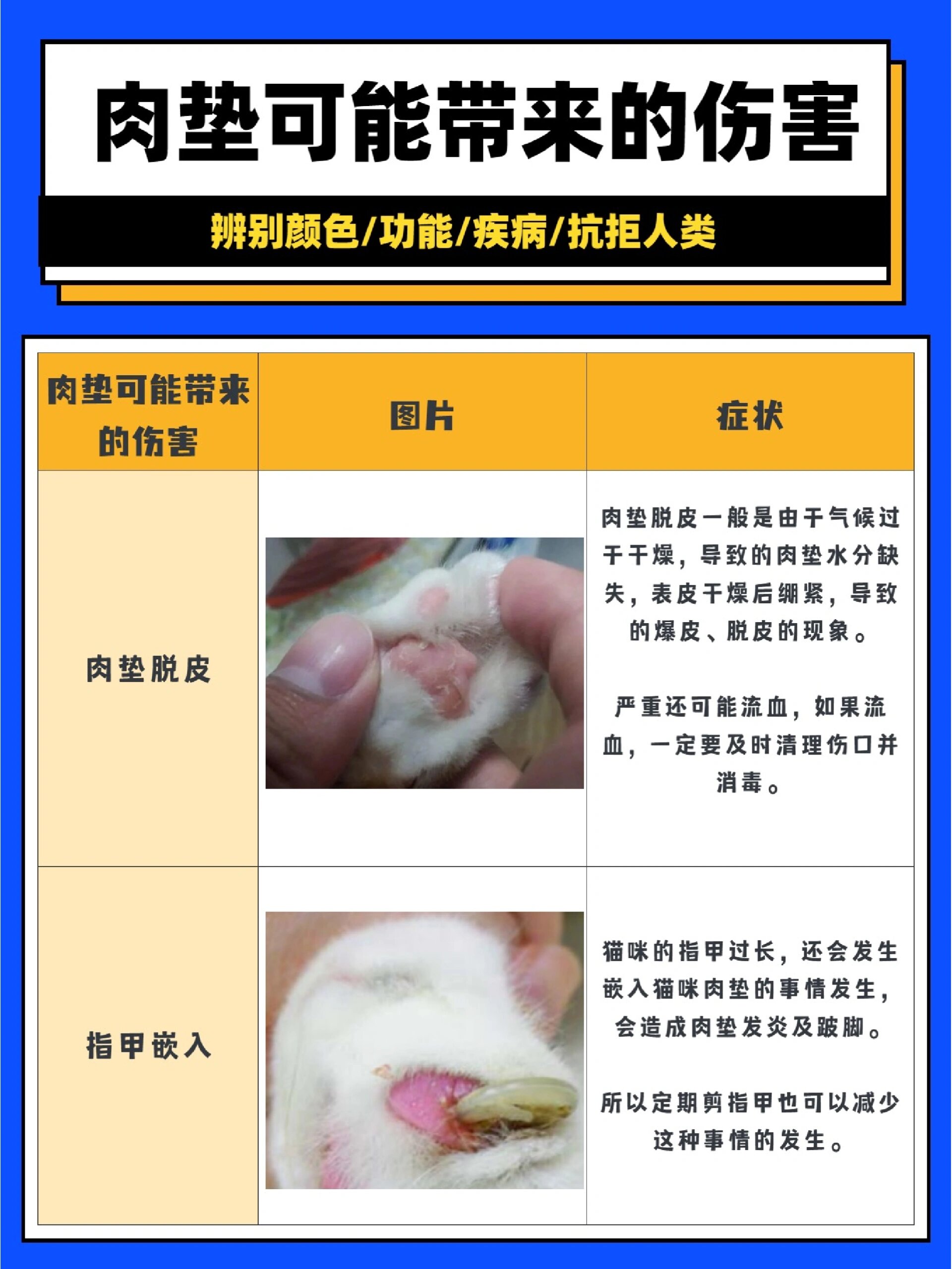 猫咪肉垫图片